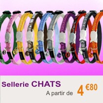 colliers_chat